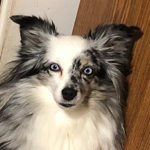 Meet your Posher, Kim